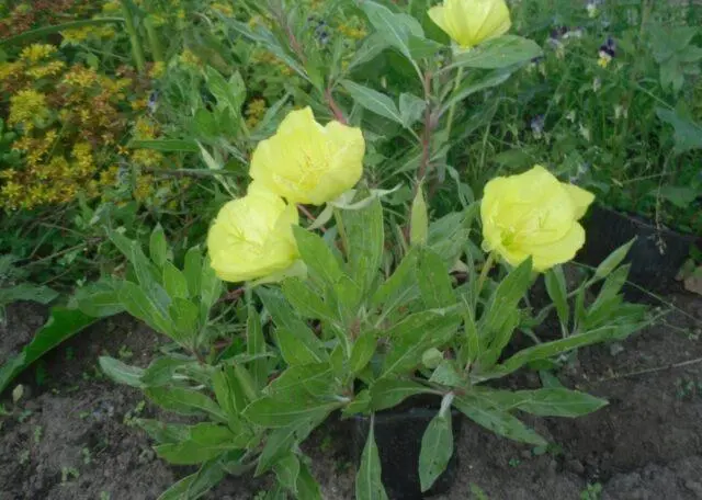 Oenothera Missouri gold: planting and care, description, photo