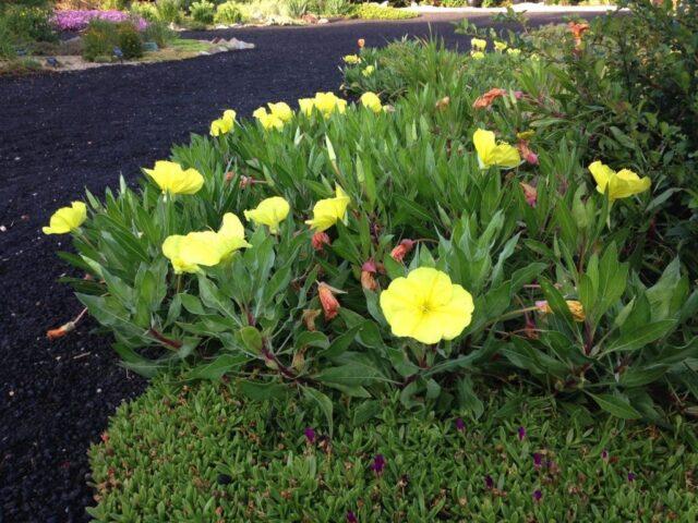 Oenothera Missouri gold: planting and care, description, photo