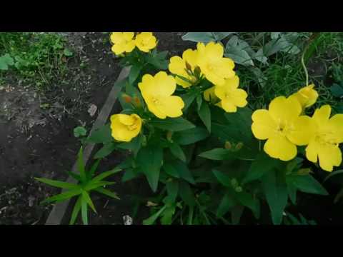 Oenothera Missouri gold: planting and care, description, photo