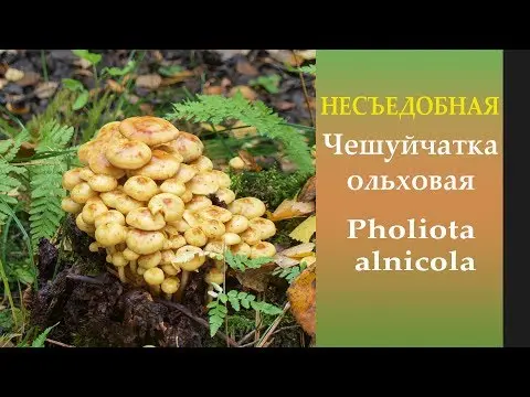 Ognevka (Scaly) alder: photo and description