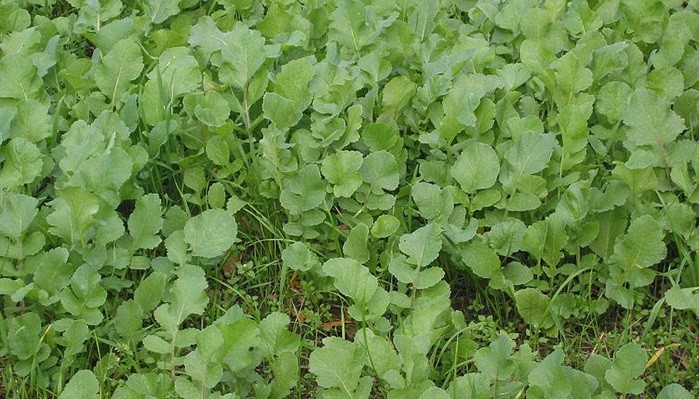 Oil radish: a wide range of uses