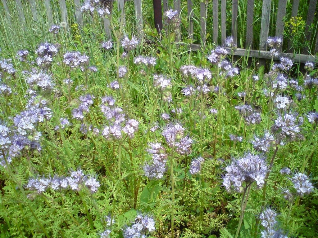 Oilseed radish as green manure: sowing, care and use