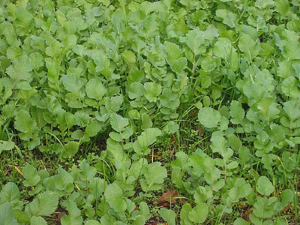 Oilseed radish as green manure: sowing, care and use