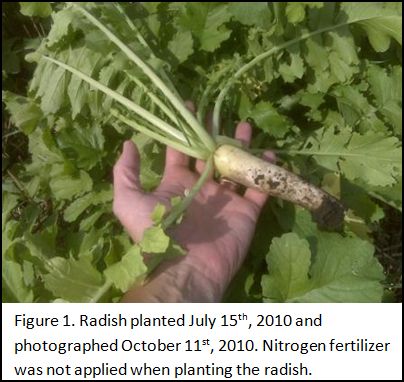 Oilseed radish as green manure: sowing, care and use