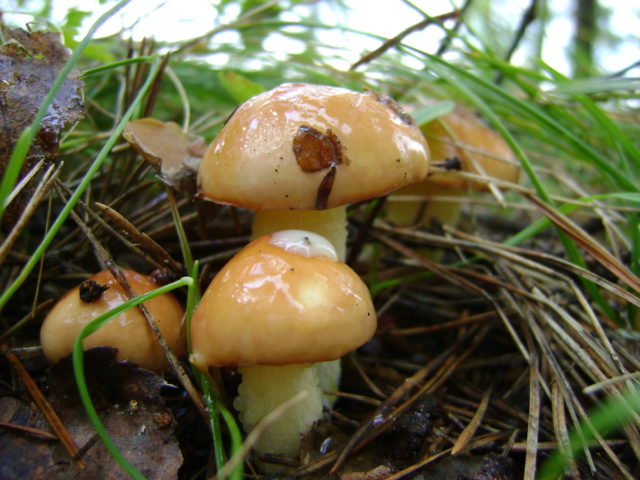 Oily mushrooms: benefits and harms to the human body