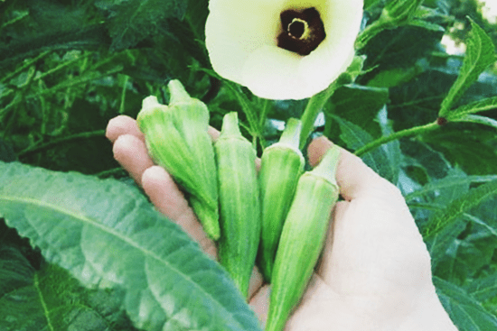 Okra: growing from seeds at home