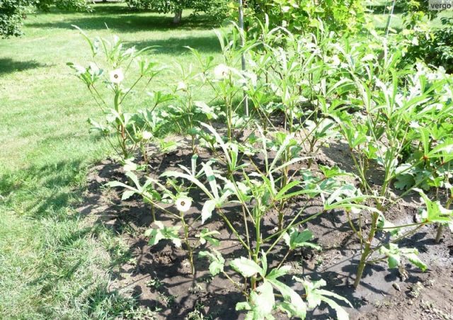 Okra: growing from seeds at home