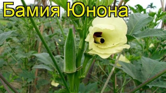 Okra: growing from seeds at home