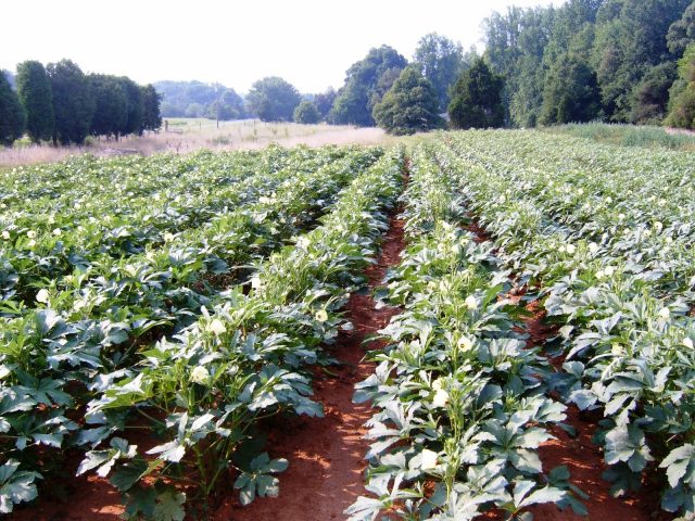 Okra: growing from seeds at home