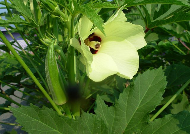 Okra: growing from seeds at home