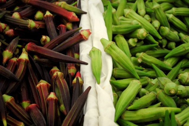 Okra: growing from seeds at home