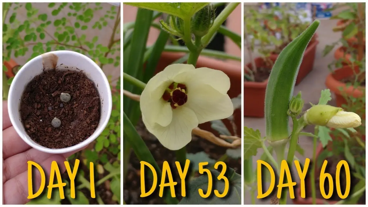 Okra: growing from seeds at home