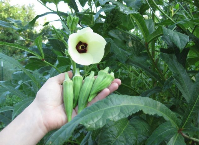 Okra: what is this vegetable, useful properties and contraindications