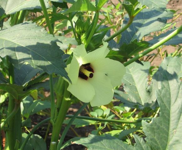 Okra: what is this vegetable, useful properties and contraindications