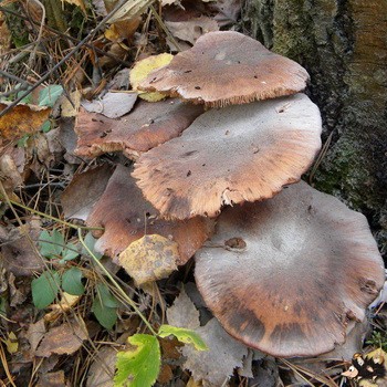 Old mushrooms: what they look like and how to cook