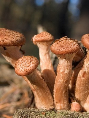 Old mushrooms: what they look like and how to cook