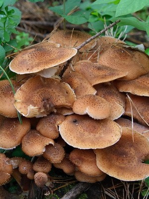 Old mushrooms: what they look like and how to cook