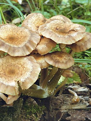 Old mushrooms: what they look like and how to cook