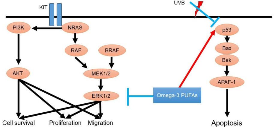 Omega-3 fatty acids help protect against skin cancer