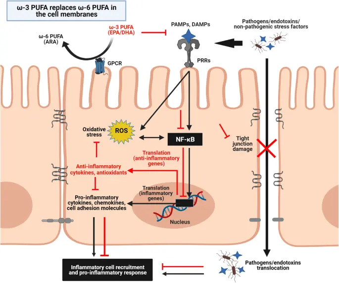 Omega-3 fatty acids protect the gums against inflammation