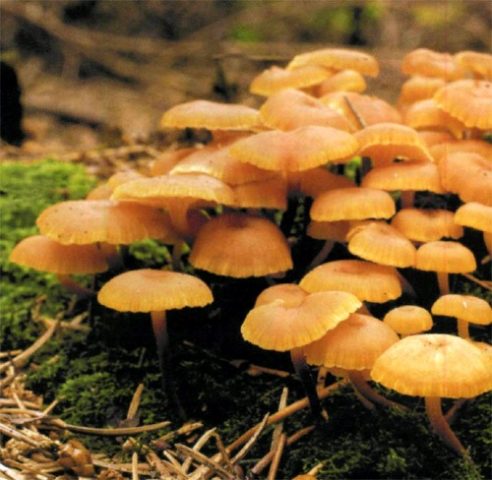 Omphalina bell-shaped (Xeromphalin bell-shaped): photo and description