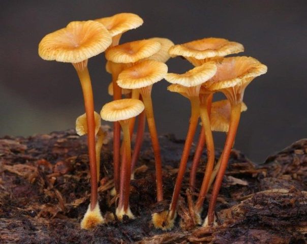 Omphalina bell-shaped (Xeromphalin bell-shaped): photo and description