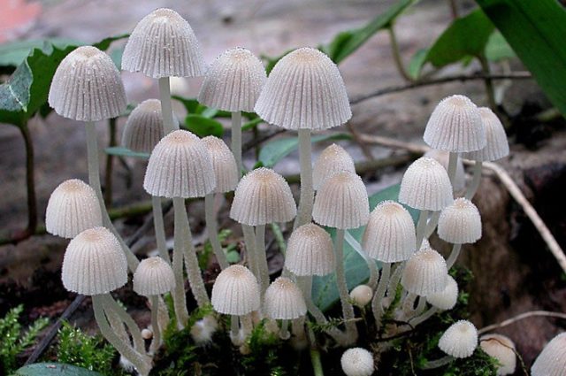 Omphalina bell-shaped (Xeromphalin bell-shaped): photo and description