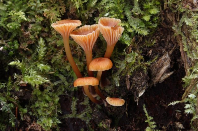 Omphalina bell-shaped (Xeromphalin bell-shaped): photo and description