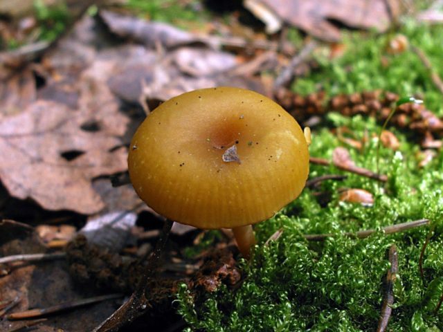 Omphalina blue-plate (chromozera blue-plate): photo and description