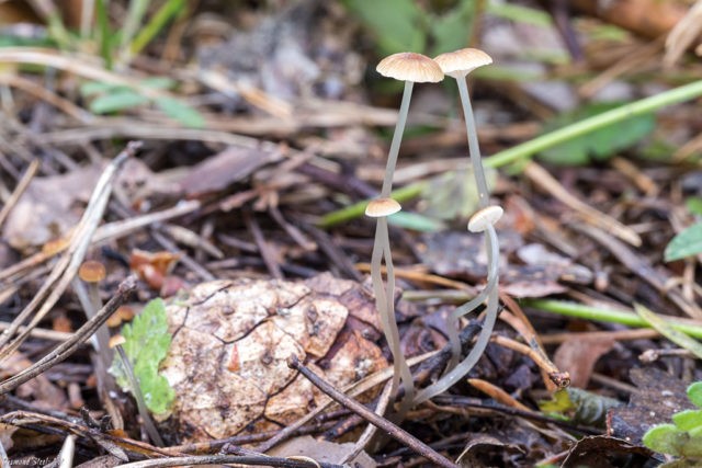 Omphalina blue-plate (chromozera blue-plate): photo and description