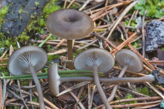 Omphalina cinder (mixomfalia cinder): photo and description