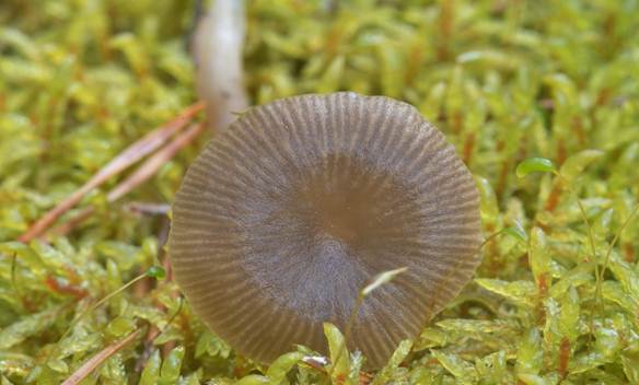 Omphalina cinder (mixomfalia cinder): photo and description