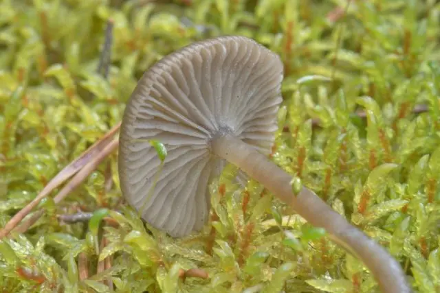 Omphalina cinder (mixomfalia cinder): photo and description