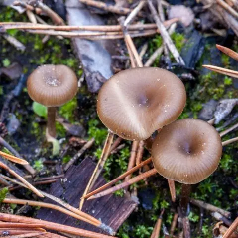 Omphalina cinder (mixomfalia cinder): photo and description