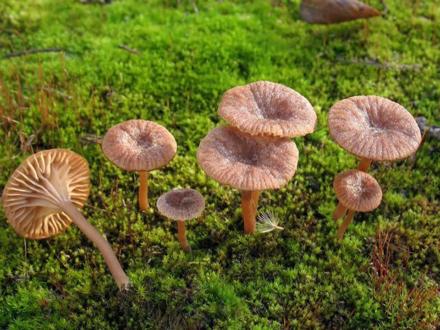 Omphalina cinder (mixomfalia cinder): photo and description