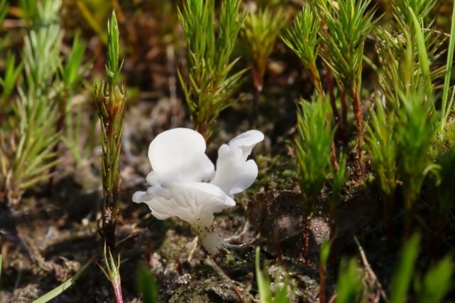 Omphalina crippled: photo and description