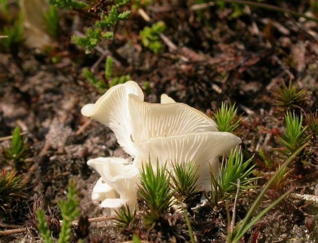 Omphalina crippled: photo and description