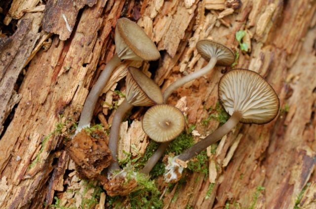 Omphalina crippled: photo and description