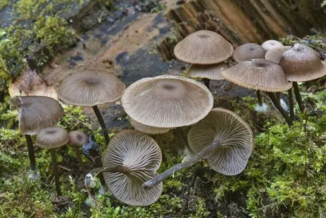 Omphalina cup-shaped (arrenia cup-shaped): photo and description