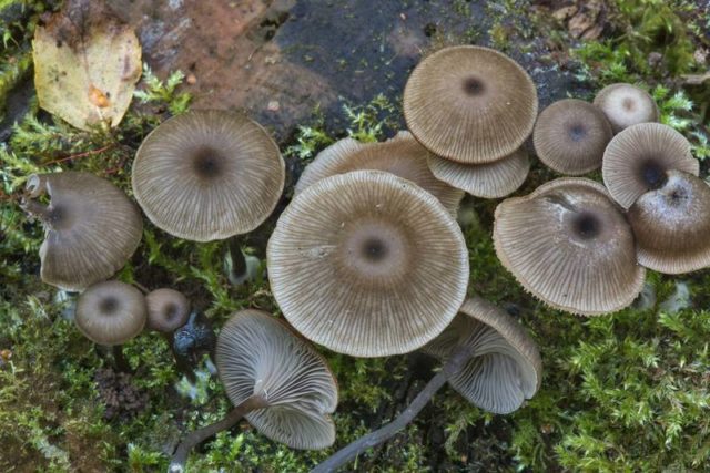 Omphalina cup-shaped (arrenia cup-shaped): photo and description