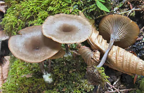 Omphalina goblet (Omphalina epichysium) photo and description