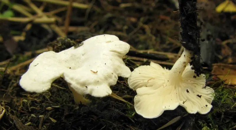Omphalina mutila (Omphalina mutila) photo and description