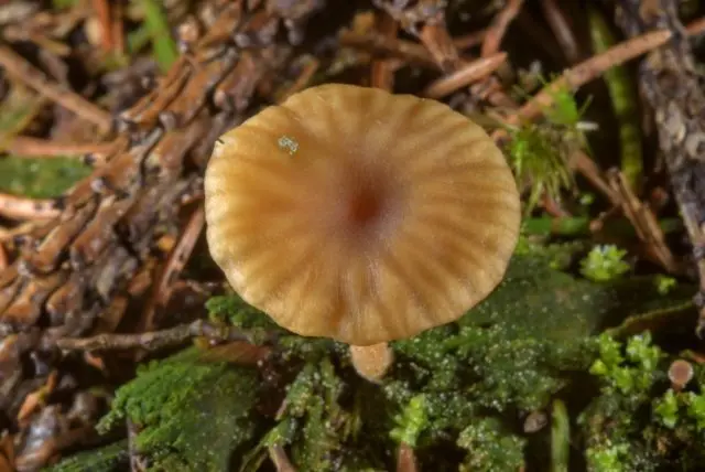 Omphalina umbrella (lichenomfalia umbrella-bearing): photo and description