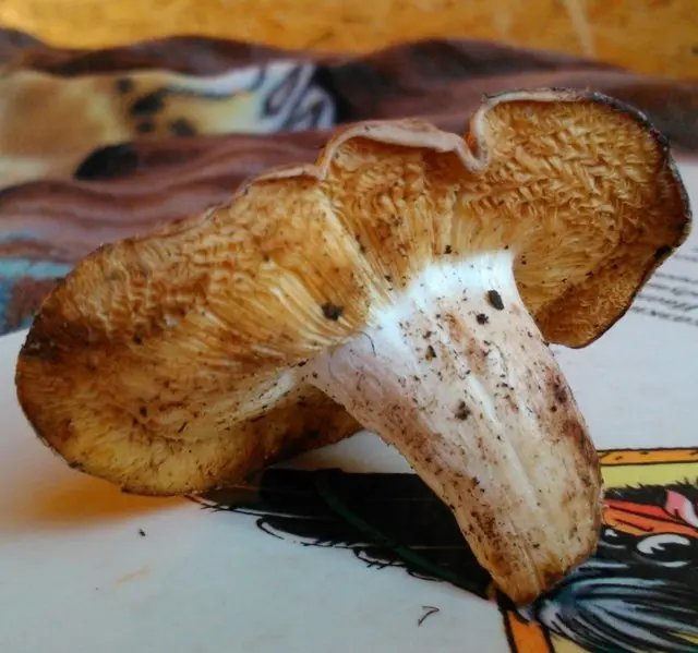 On the edibility of mushrooms