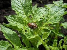 On the spot &#8211; a remedy for the Colorado potato beetle instruction 