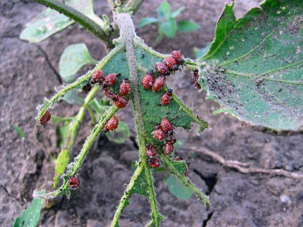 On the spot &#8211; a remedy for the Colorado potato beetle instruction 