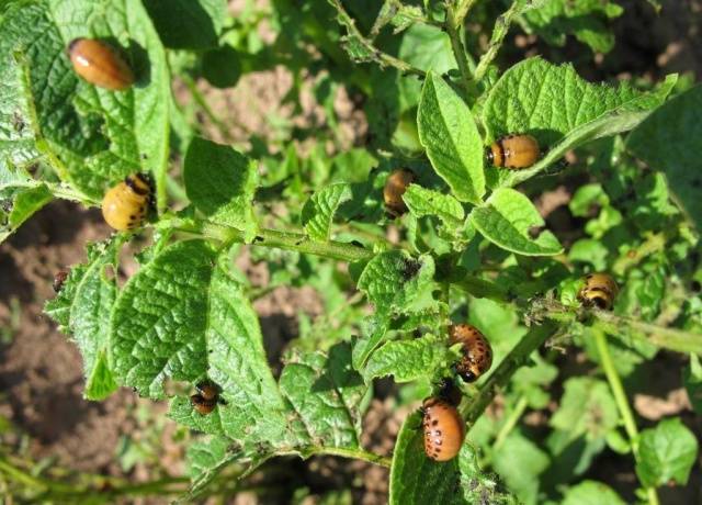 On the spot &#8211; a remedy for the Colorado potato beetle instruction 