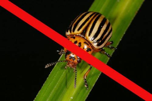 On the spot &#8211; a remedy for the Colorado potato beetle instruction 