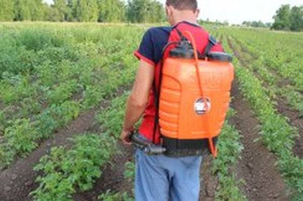 On the spot &#8211; a remedy for the Colorado potato beetle instruction 