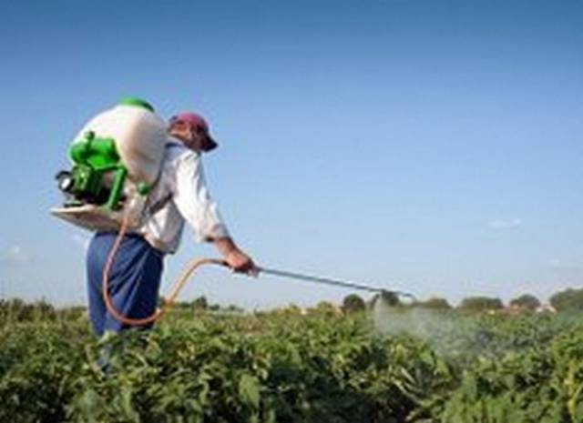 On the spot &#8211; a remedy for the Colorado potato beetle instruction 